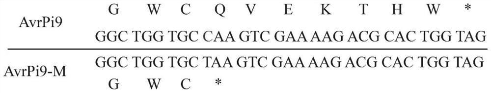 Primer group, kit and method for detecting pathogenic variation of magnaporthe grisea avirulent gene AvrPi9