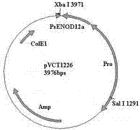 Multi-gene binary expression vector constructed by using homologous recombination and preparation method and application of multi-gene binary expression vector