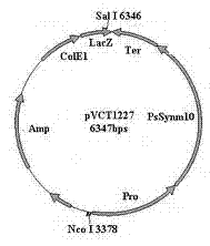 Multi-gene binary expression vector constructed by using homologous recombination and preparation method and application of multi-gene binary expression vector