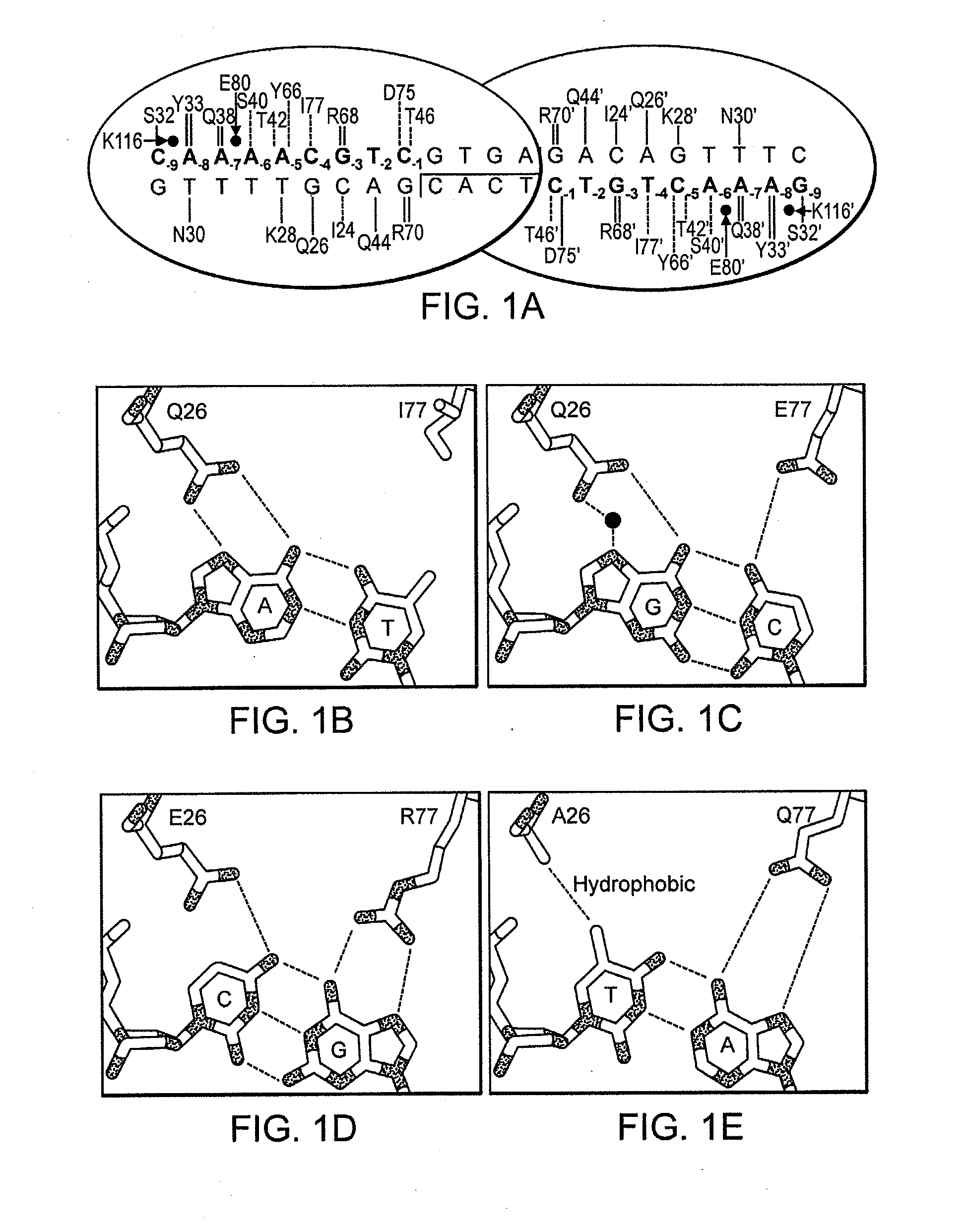 Fusion Molecules of Rationally-Designed DNA-Binding Proteins and Effector Domains