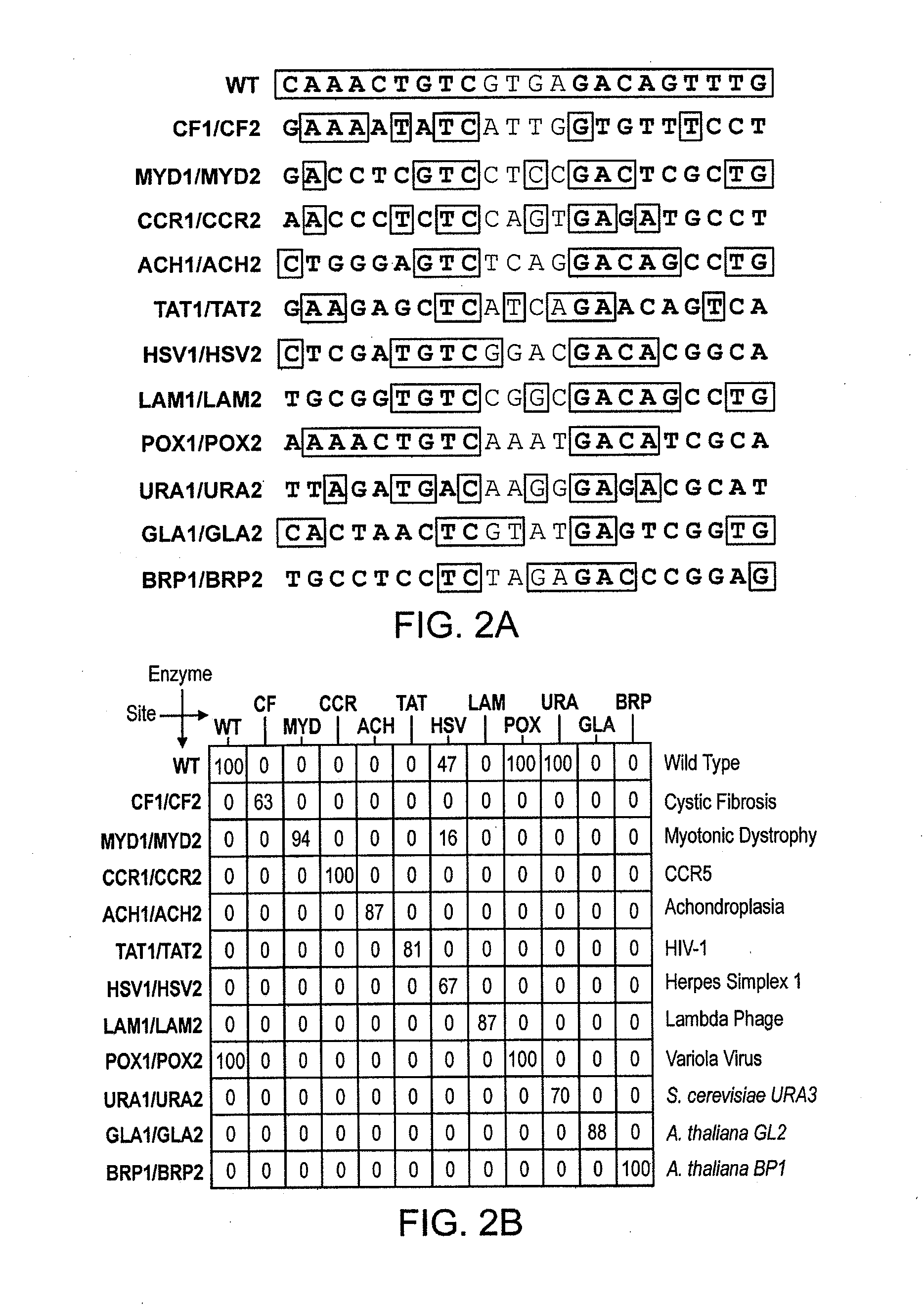 Fusion Molecules of Rationally-Designed DNA-Binding Proteins and Effector Domains