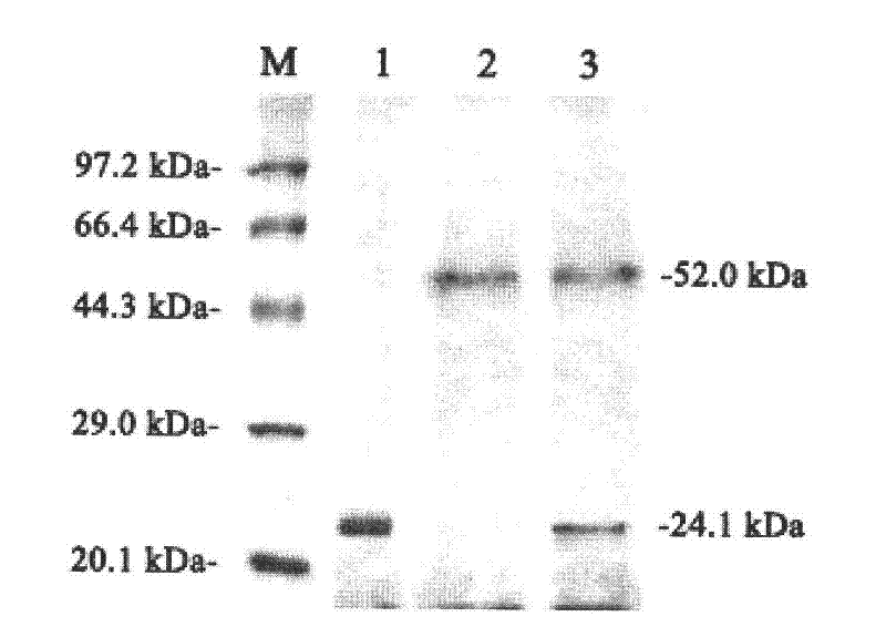 Pichia pastoris system capable of co-expressing An Man5A and XynII