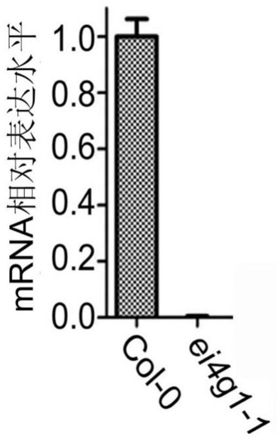 Application of eifiso4g1 protein in regulation of plant tolerance to ABA