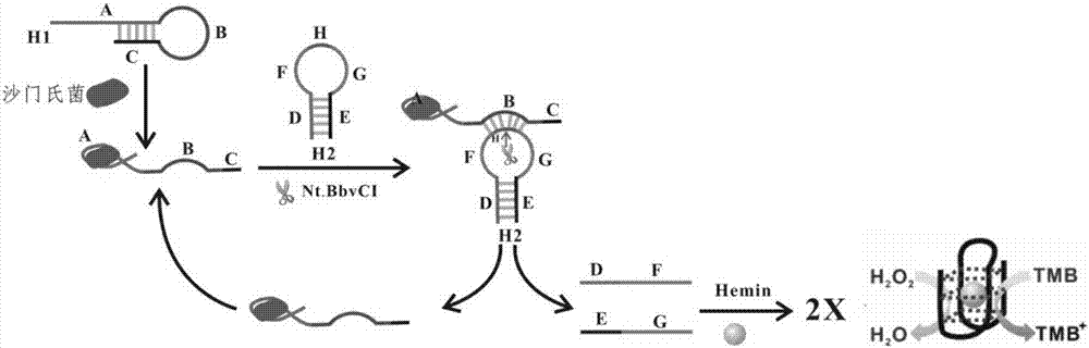 Detection method for salmonella enteritidis and detection kit