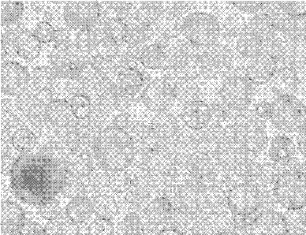 Method for preparing microsphere preparation coated with hydrophilic medicaments