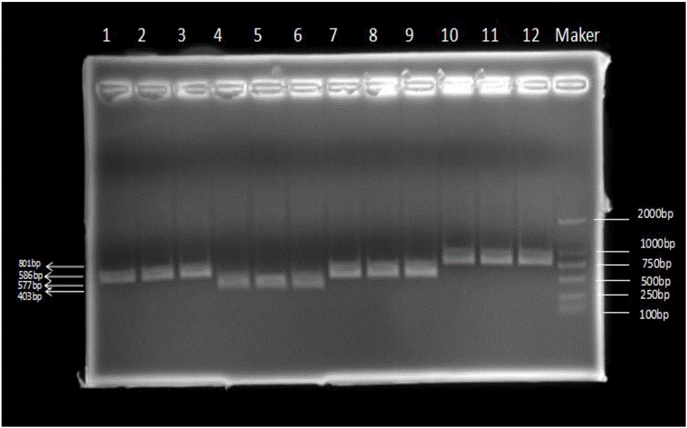 Primer and method for detecting rectal-cancer-susceptibility-related SNP site