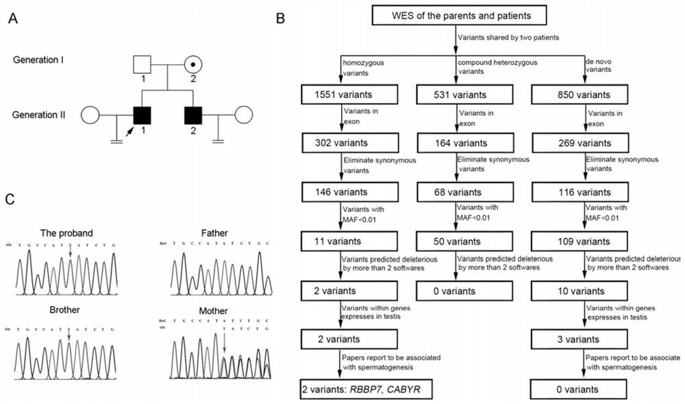 Application of RBBP7 gene/protein as drug target in preparation of products for diagnosing and treating male infertility diseases