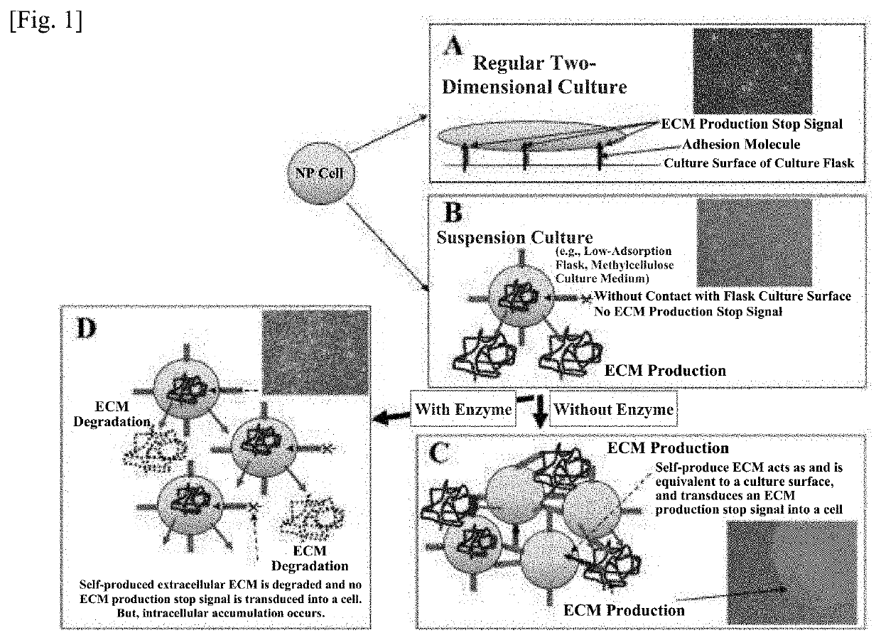 Method of culturing cell population and use thereof