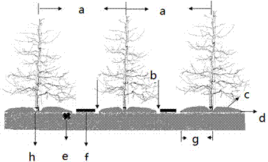 Ridge film-mulching soil moisture preservation and rainwater collection ditch water collection method based on dry land fruit tree root system soil hydrothermal environment