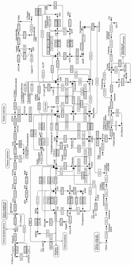 Enzyme for synthesizing and metabolizing adenine of Cordyceps sinensis(Berk.)Sacc. Hirsutella sinensis, and gene and application of enzyme