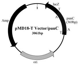 Enzyme for synthesizing and metabolizing adenine of Cordyceps sinensis(Berk.)Sacc. Hirsutella sinensis, and gene and application of enzyme