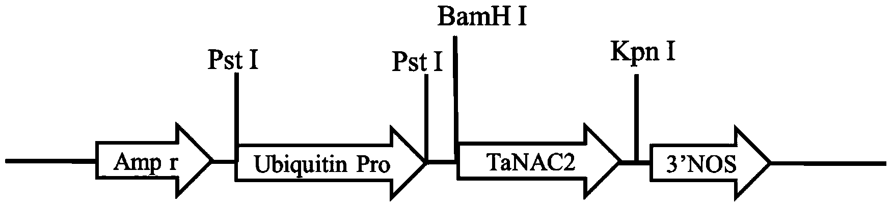 Applications of TaNAC2 protein and encoding gene thereof