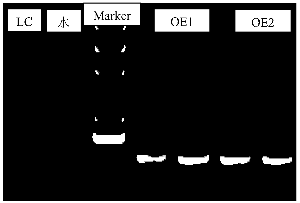 Applications of TaNAC2 protein and encoding gene thereof