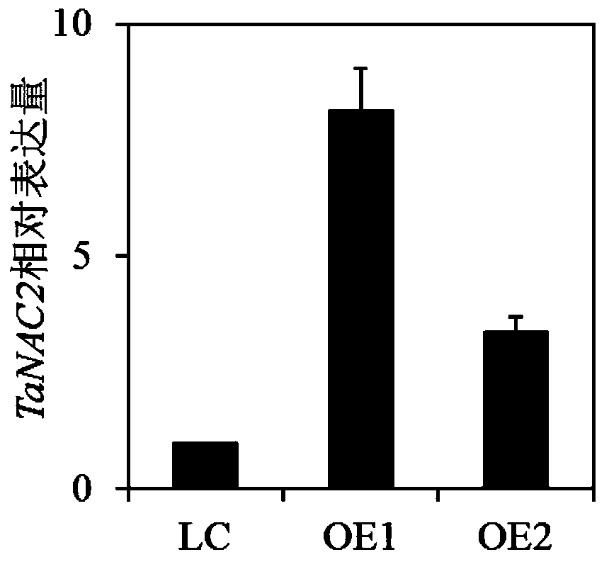 Applications of TaNAC2 protein and encoding gene thereof