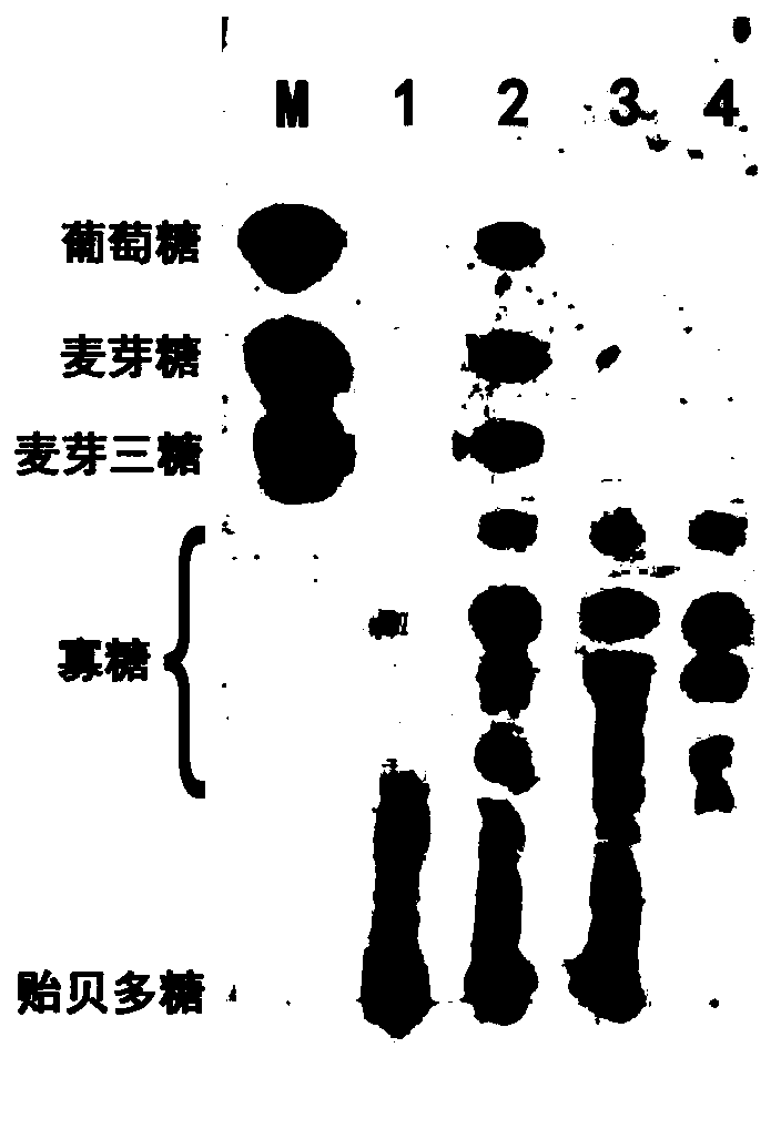 A kind of preparation method of mussel oligosaccharide and its product and application