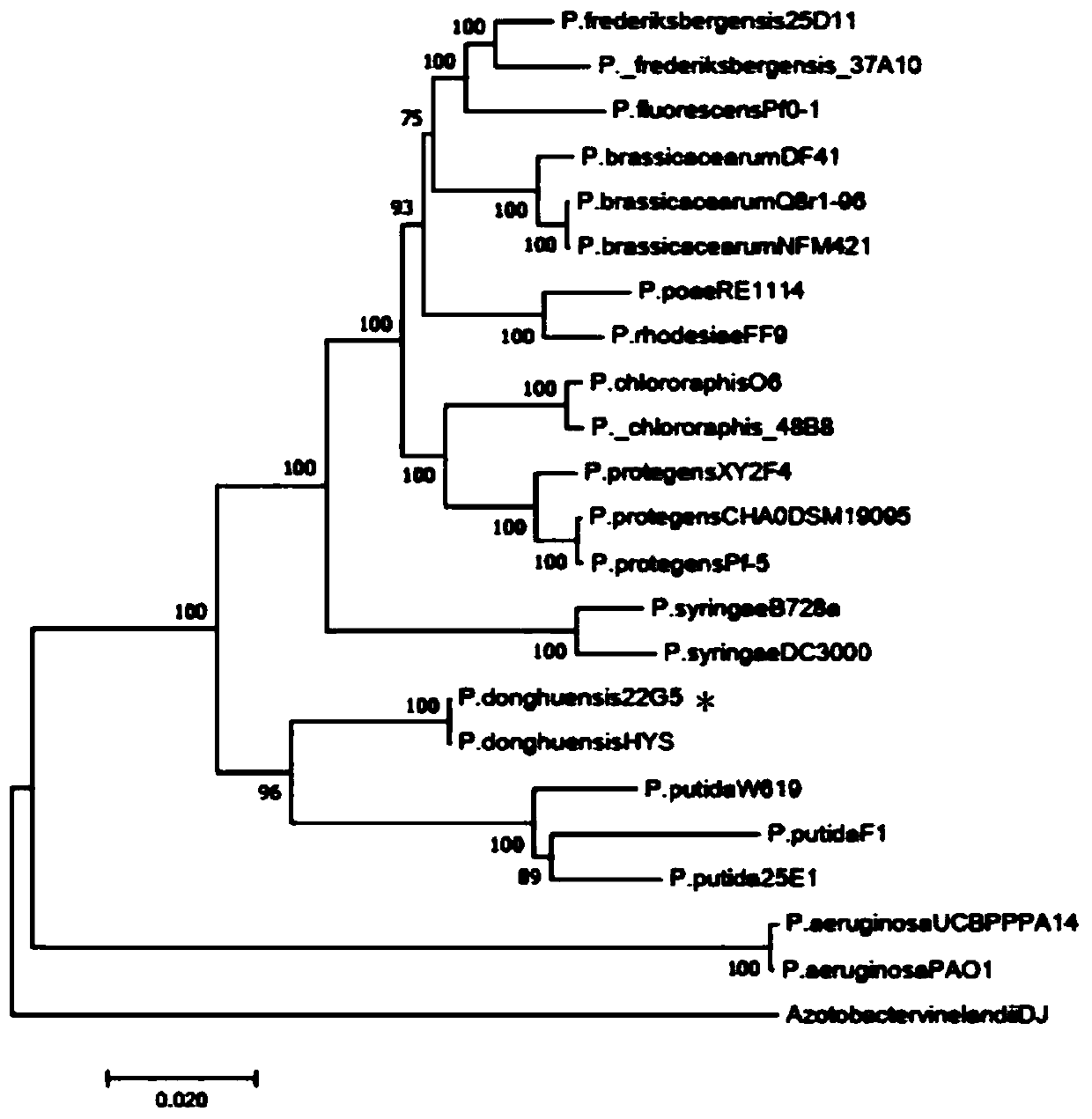 Pseudomonas donghuensis 22G5 and application thereof in prevention and treatment of crop verticillium wilt