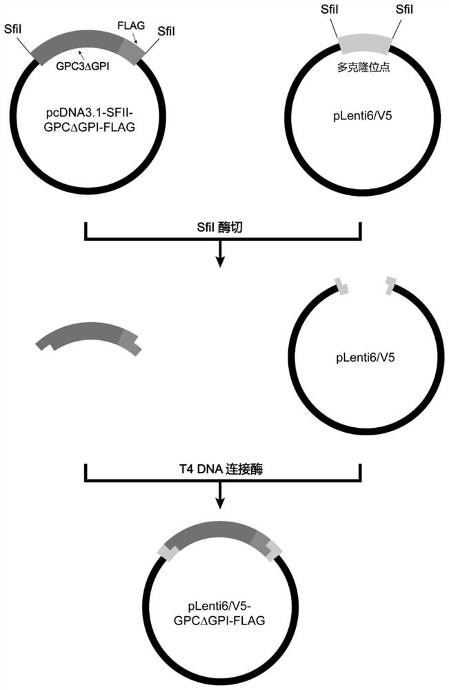 Phosphatidylinositol proteoglycan 3 nano antibody with outstanding acid-base stability and preparation method thereof