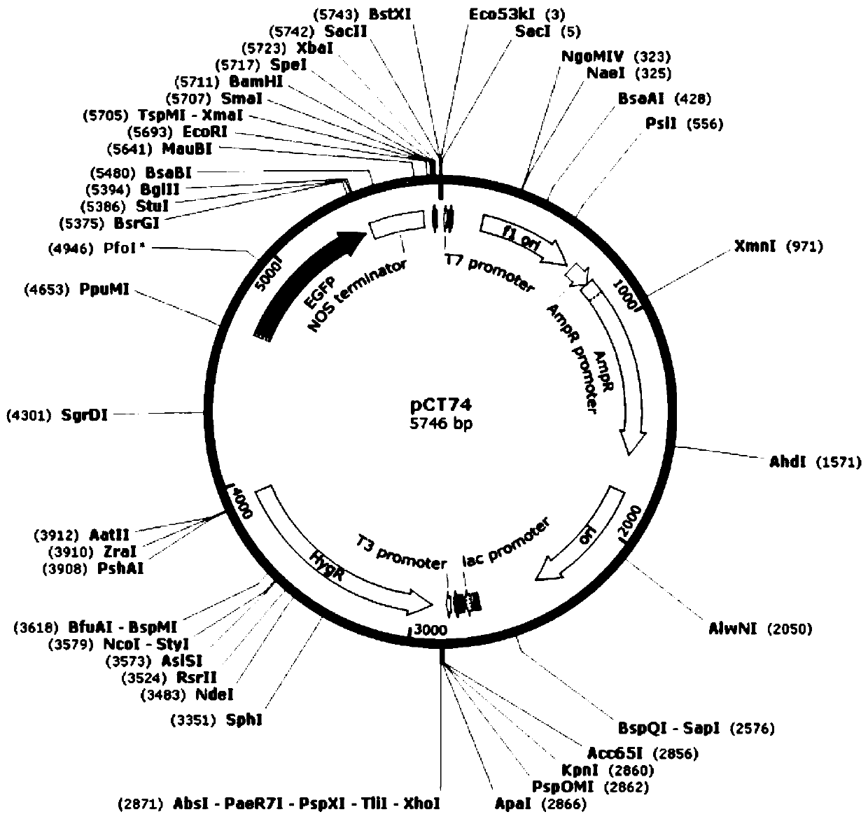 Fungus secretory expression vector as well as construction method and application thereof