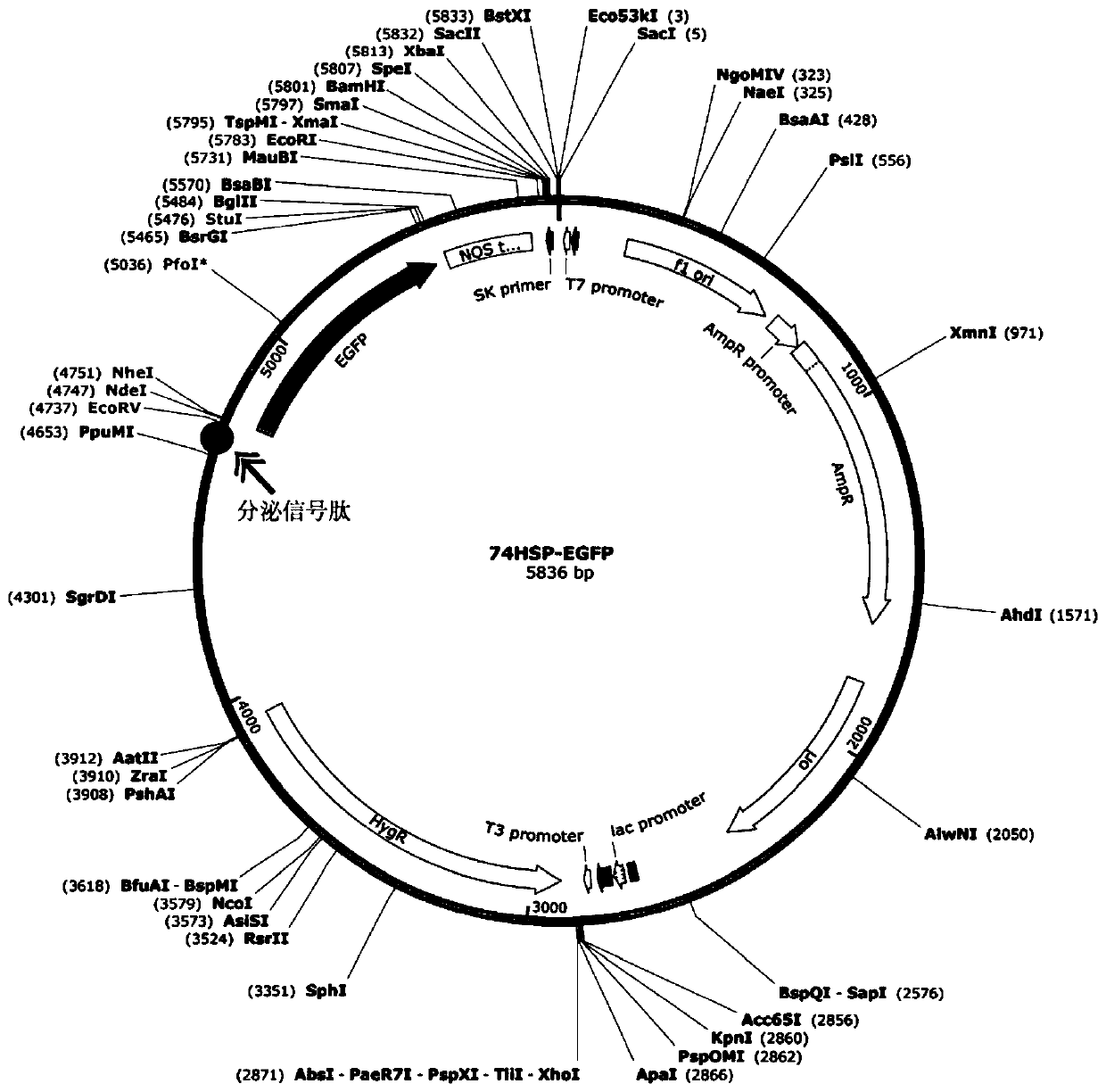 Fungus secretory expression vector as well as construction method and application thereof