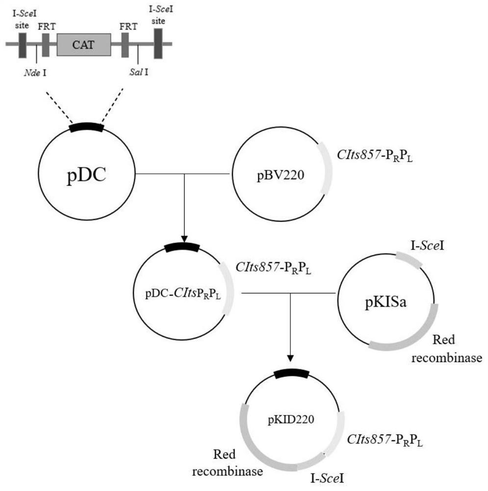 Temperature-controlled self-cleaving single plasmid homologous recombination system and application thereof in gene editing