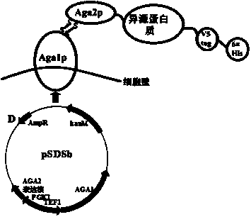 Saccharomyces boulardii surface display system and construction method thereof