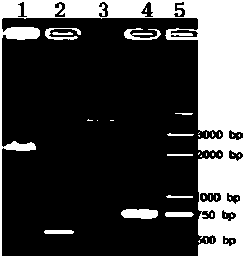 Saccharomyces boulardii surface display system and construction method thereof