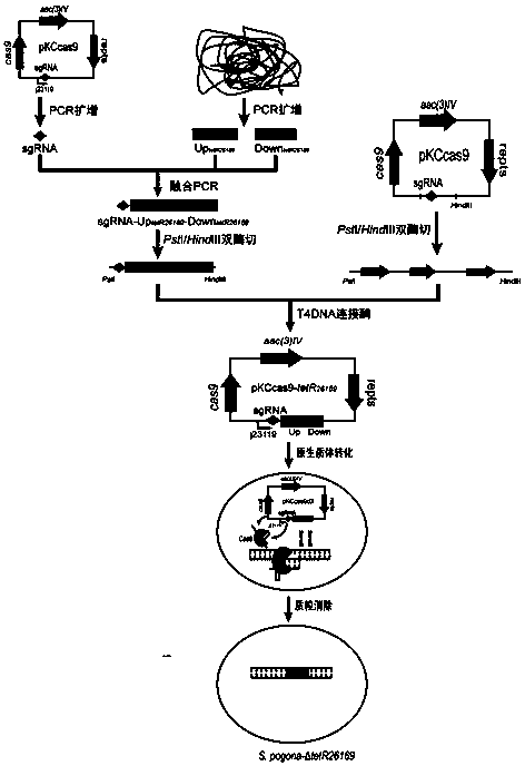 Saccharopolyspora pogona engineering strain with tetR26169 gene knockout and application of engineering strain