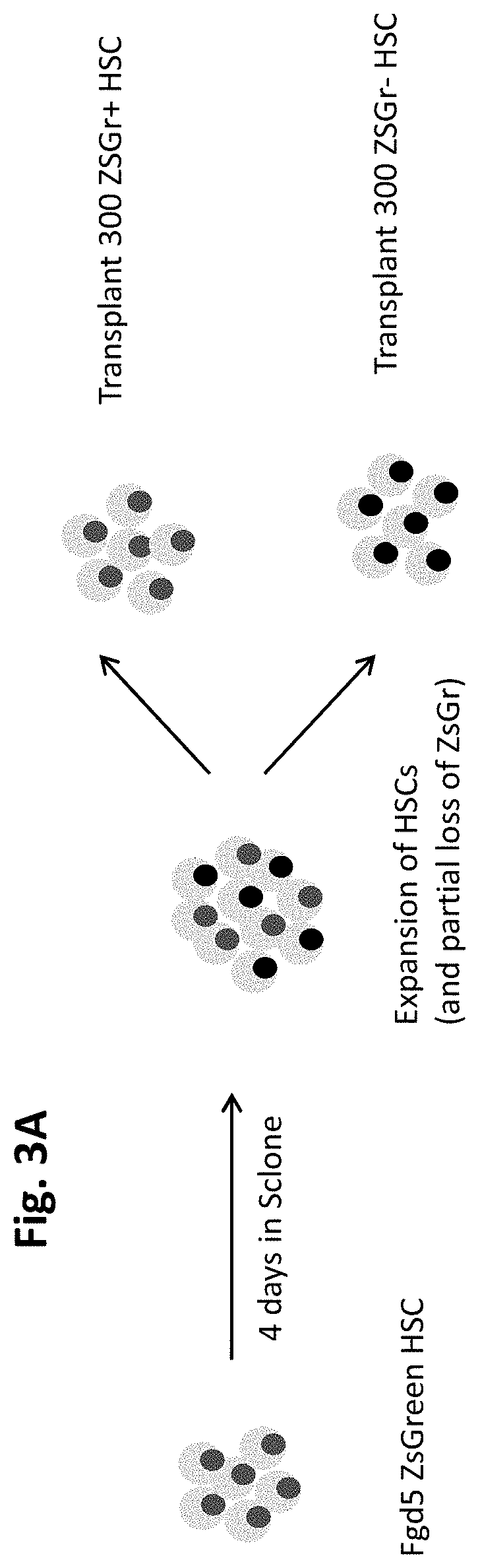 Methods and compositions relating to hematopoietic stem cell expansion, enrichment, and maintenance