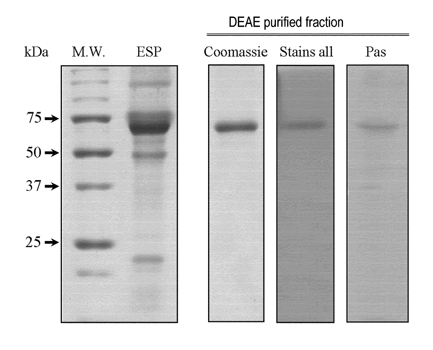 Stable amorphous calcium carbonate comprising synthetic phosphorylated peptides