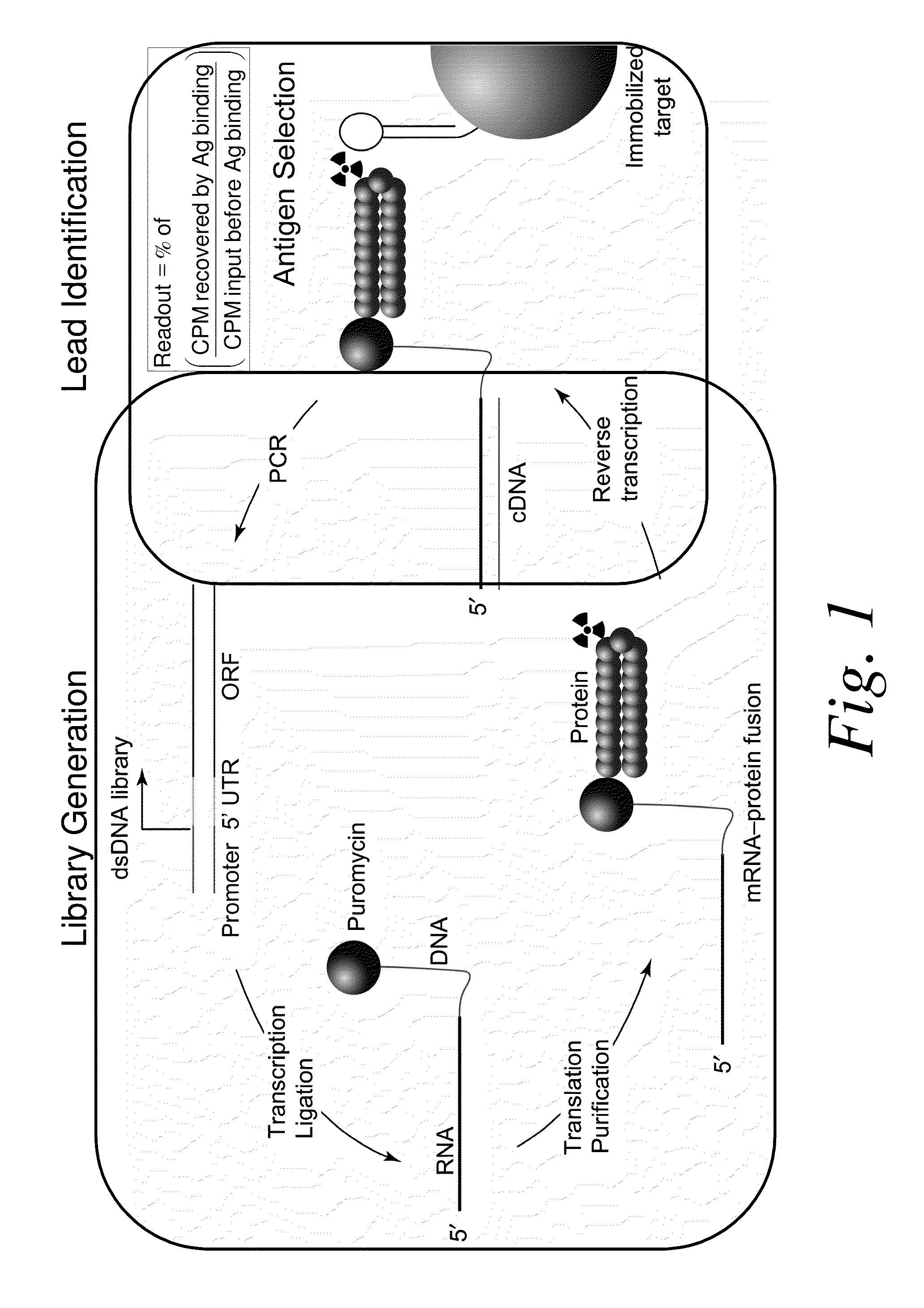 Methods of RNA Display