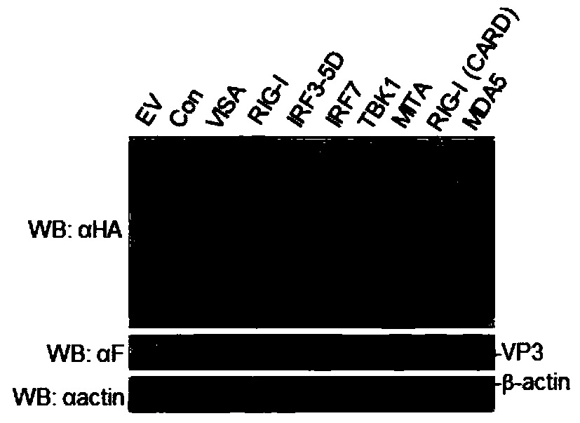 Application of TBK1 as an E3 ubiquitin ligase