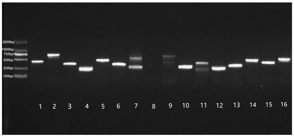 Anti-inflammatory polypeptide DAvp-1 in snake venom and application of anti-inflammatory polypeptide DAvp-1