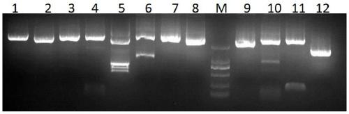 Primer combination and application for adenovirus detection and sequencing