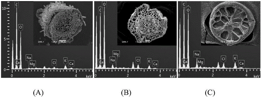 Method for directly observing salt contents of different tissues of halogeton glomeratus