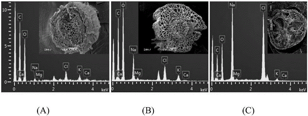 Method for directly observing salt contents of different tissues of halogeton glomeratus