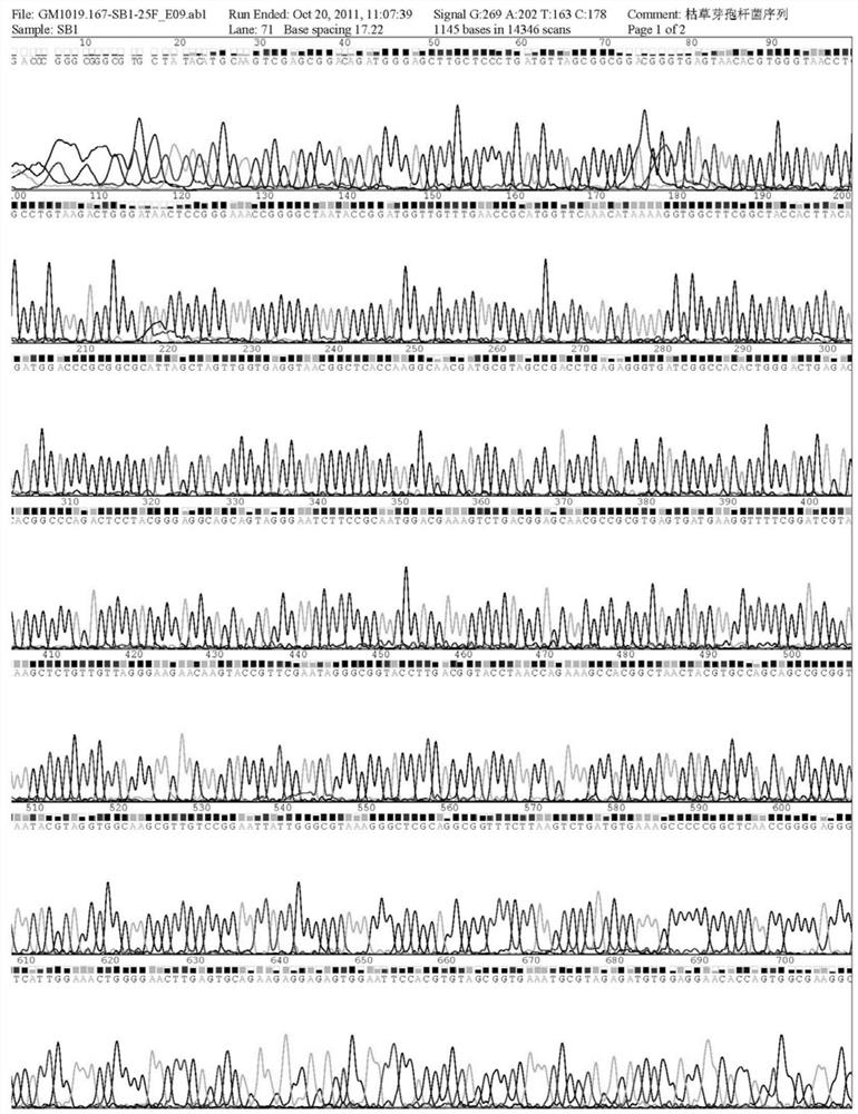 A strain of Bacillus subtilis xdk06 and its application