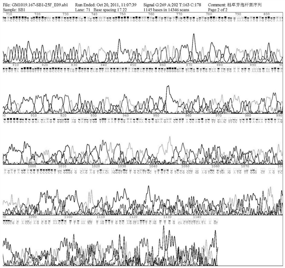 A strain of Bacillus subtilis xdk06 and its application