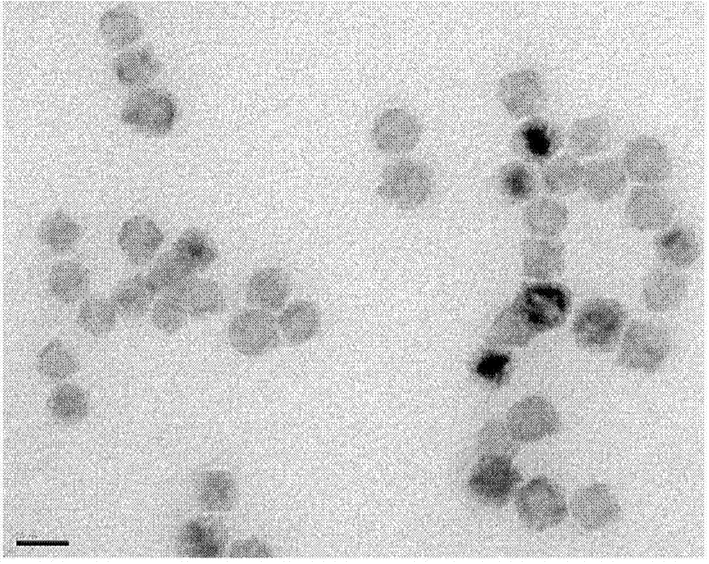 Manganese oxide nanoparticle contrast agent for specifically targeting brain glioma