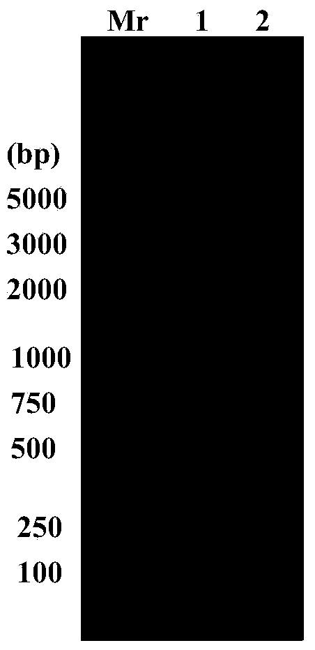 Preparation methods of recombinant sinopotamon metallothionein (rcMT) and monoclonal antibody thereof