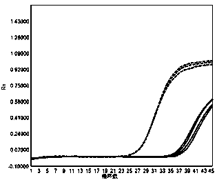 Nucleic acid composition, kit and method for detecting 2019 novel coronaviruses