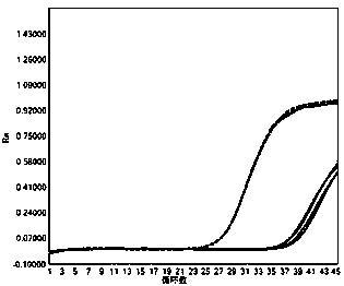 Nucleic acid composition, kit and method for detecting 2019 novel coronaviruses