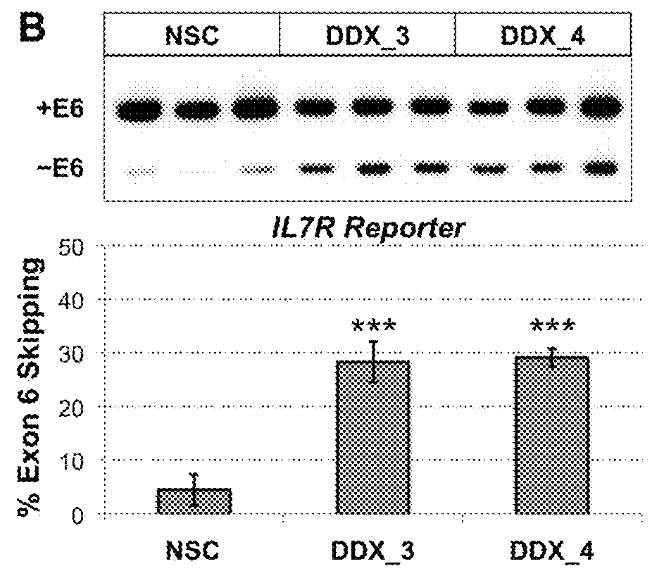 Method to identify subjects at higher risk to develop an autoimmune disease based on genetic and/or phenotypic screening for epistatic variants in ddx39b (rs2523506) and il7r (rs6897932)