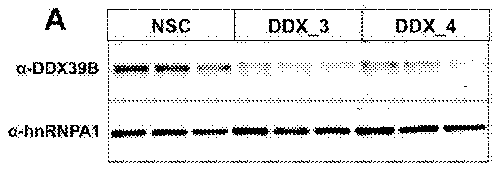 Method to identify subjects at higher risk to develop an autoimmune disease based on genetic and/or phenotypic screening for epistatic variants in ddx39b (rs2523506) and il7r (rs6897932)