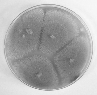 A kind of preparation method and application of aromatic crotonolactone