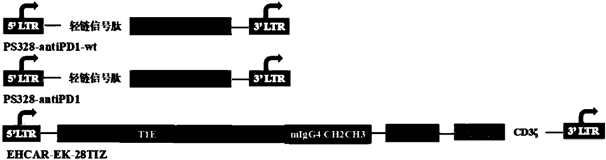 CAR-T cell targeting ErbB receptor family and self-expressing PD-1 antibody and use thereof