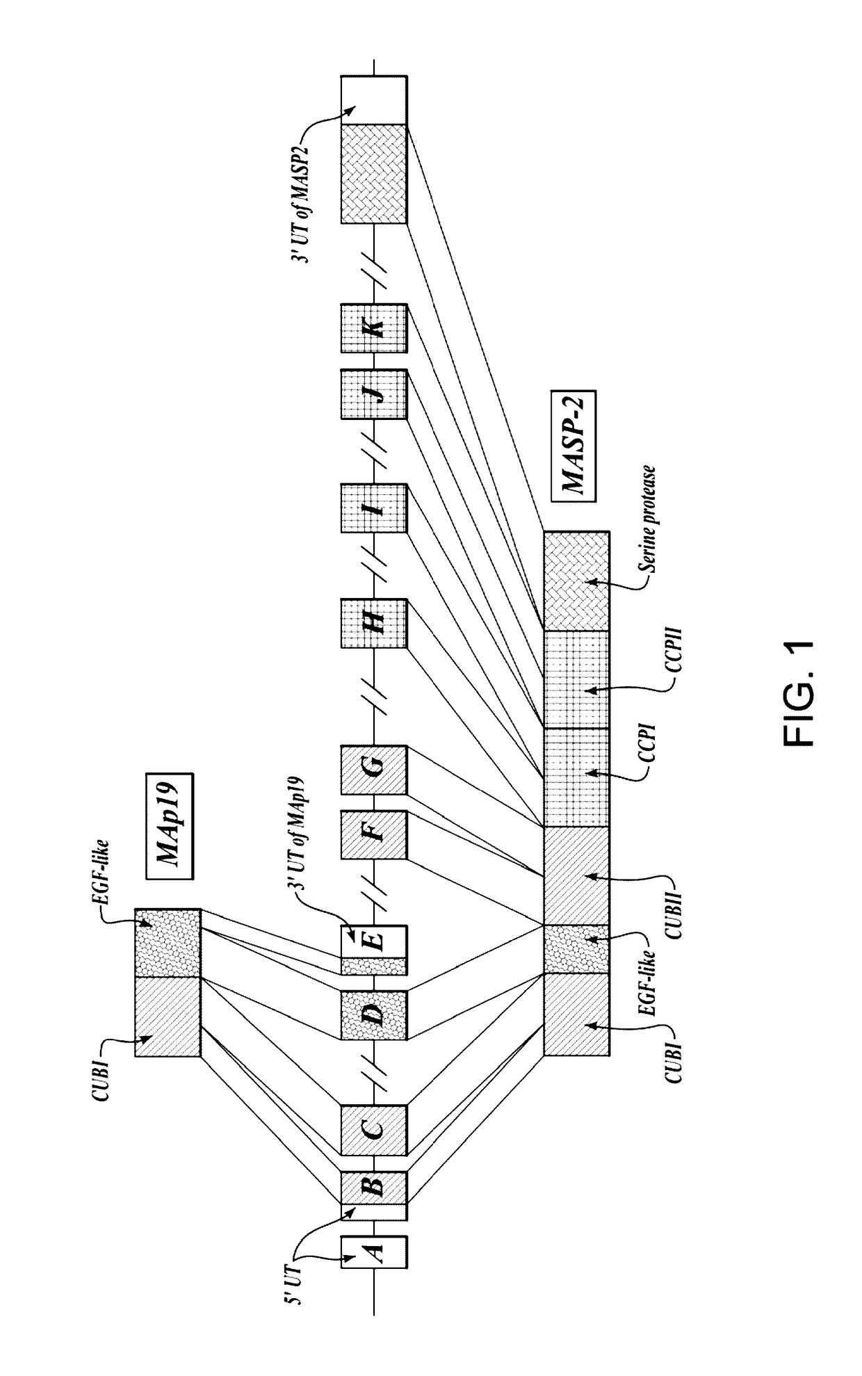 Methods for Treating Conditions Associated with MASP-2 Dependent Complement Activation