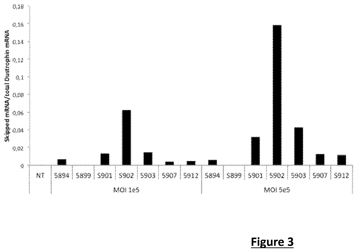 Effective gene therapy tools for dystrophin exon 53 skipping