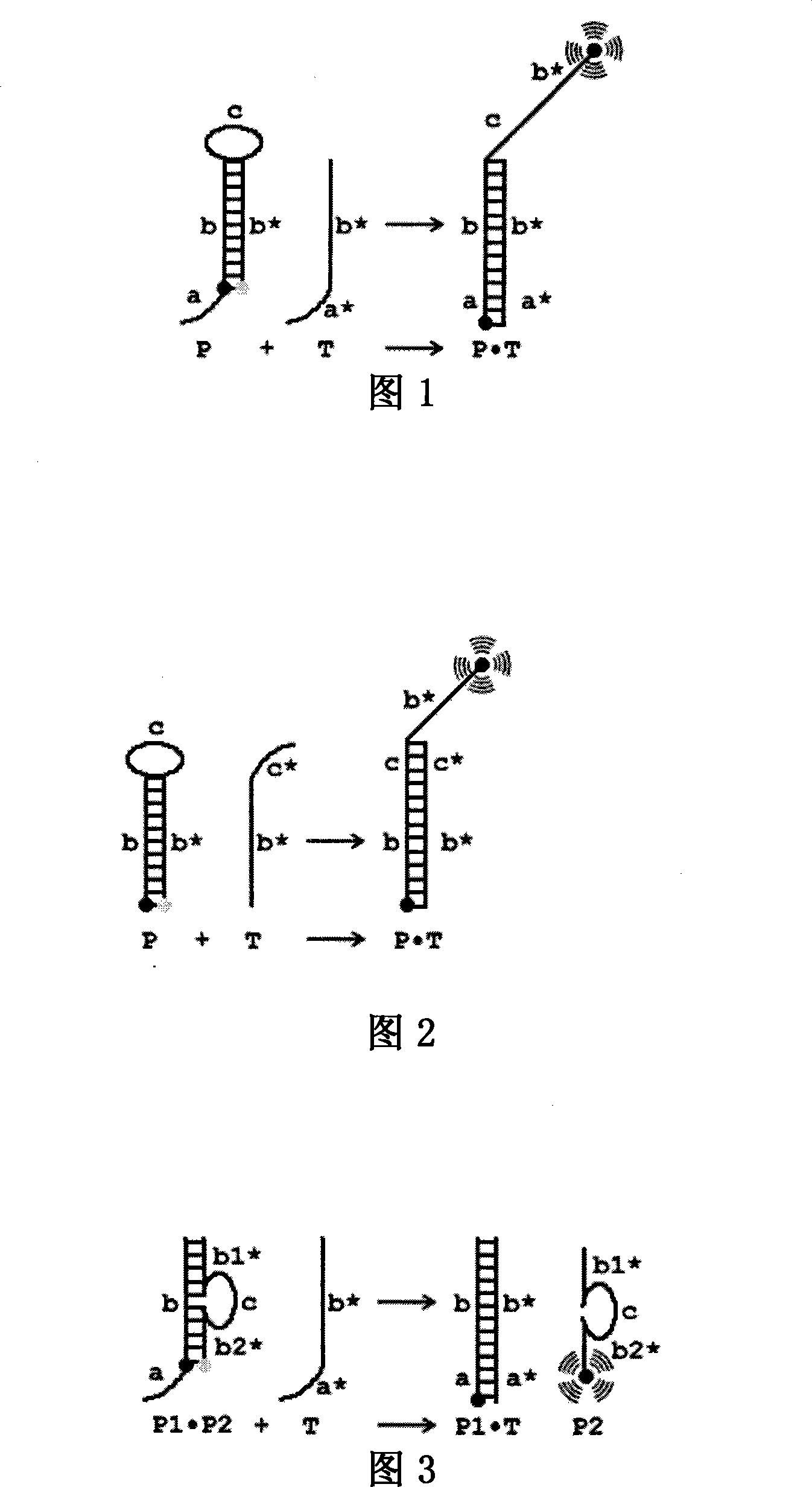 Stem-ring type oligonucleotide probe