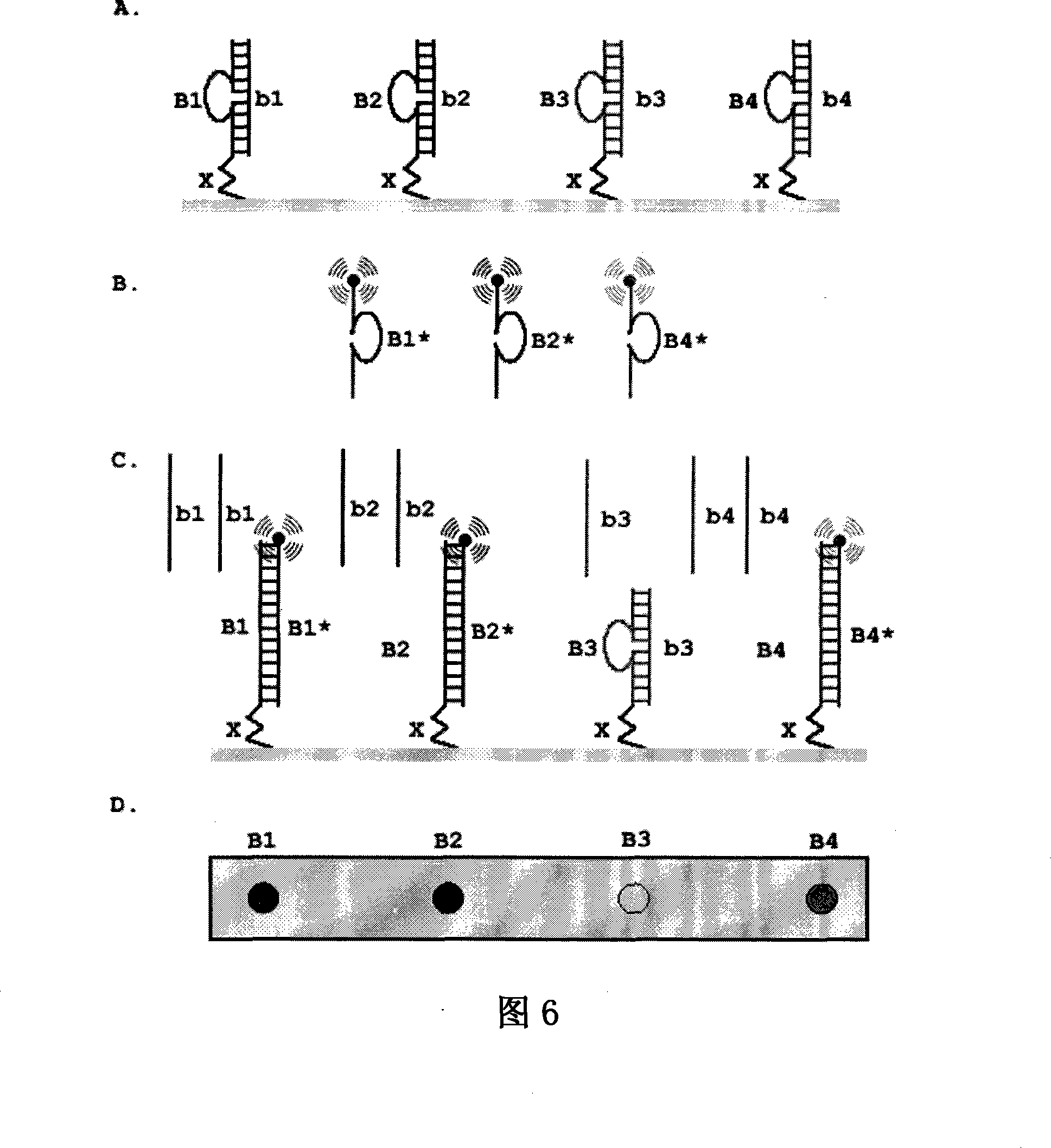 Stem-ring type oligonucleotide probe