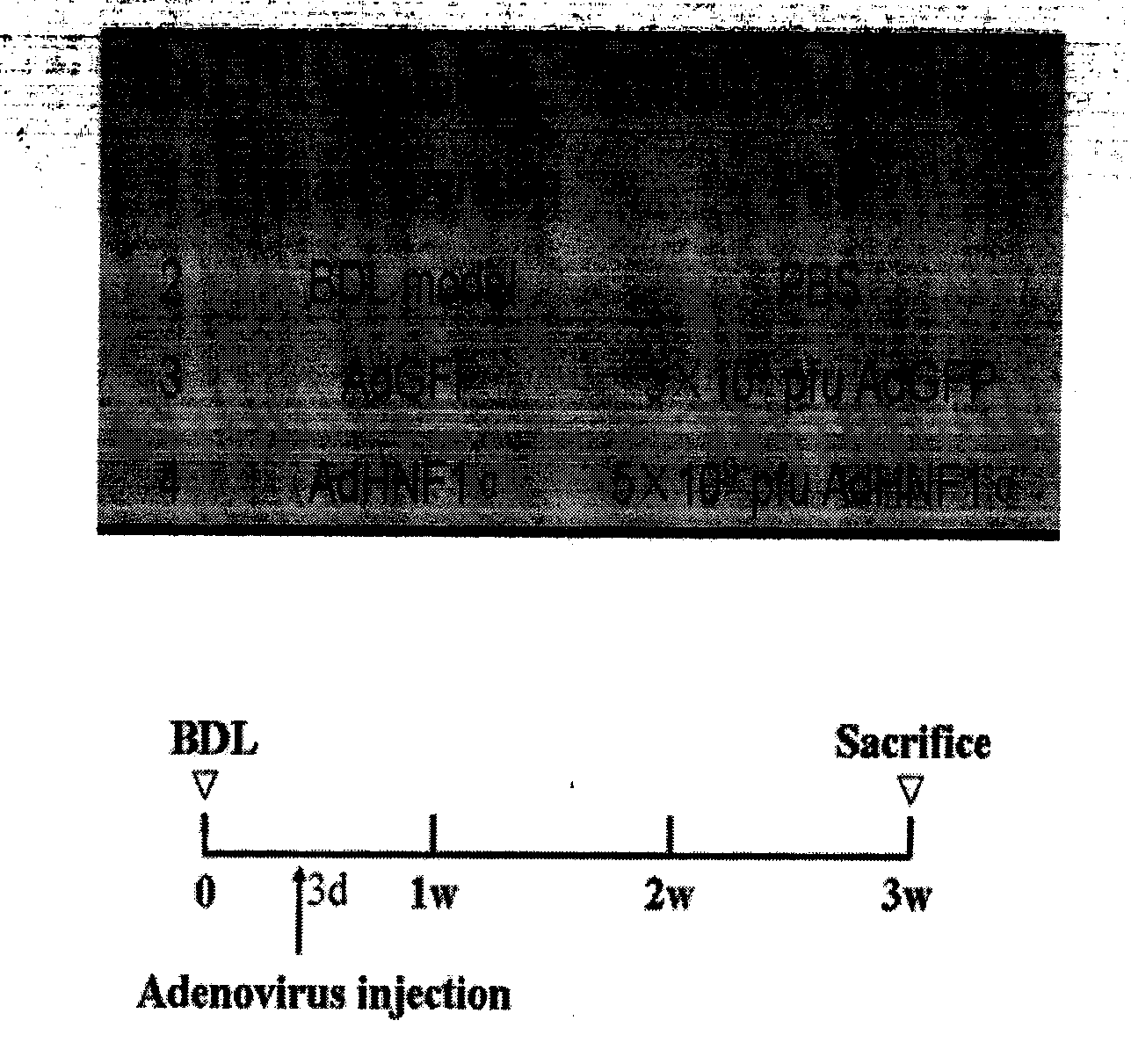 Use of hepatocyte nuclear factor-1alpha in treatment of chronic liver disease